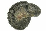 Long Enrolled Austerops Trilobite - Morocco #252736-1